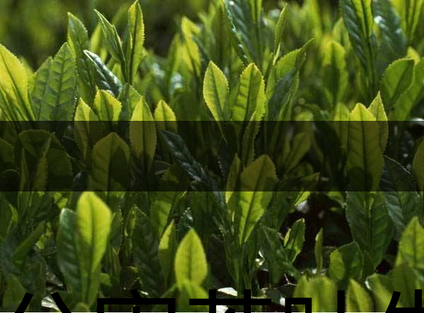 無公害茶葉生產(chǎn)規(guī)范的條件有哪些？（上篇）