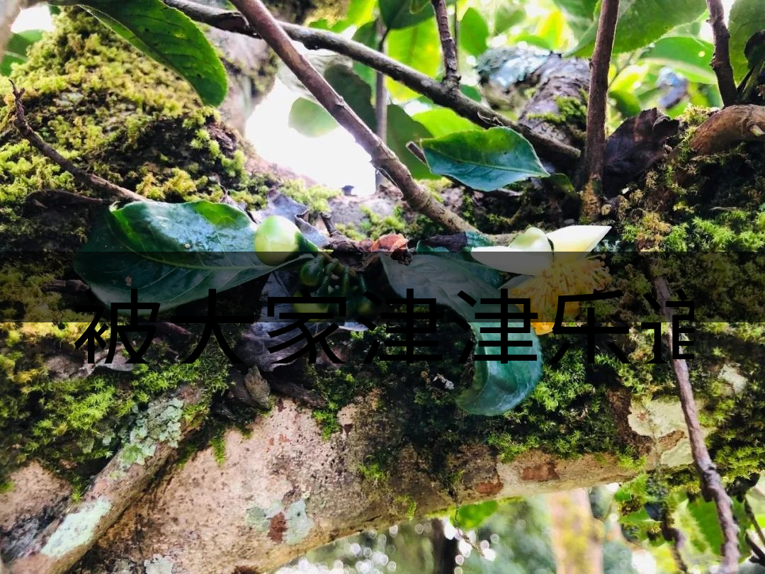 被大家津津樂道的森林茶，你知道是什么？-4-1