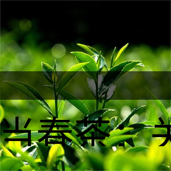 正當(dāng)春茶：關(guān)于這些茶知識(shí)你知道嗎？-1