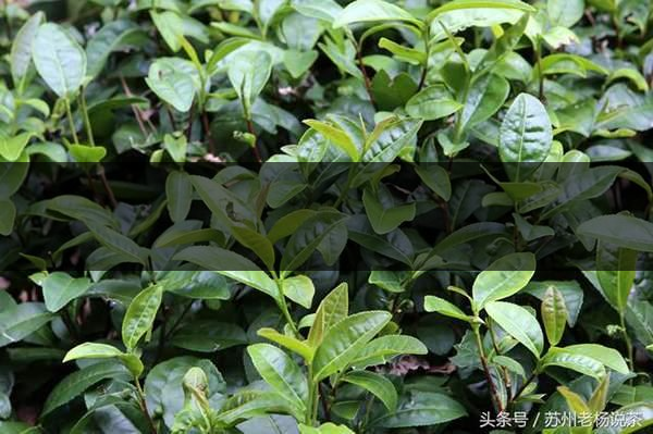 老楊說茶：什么是武夷山正巖茶的巖韻？-8-1