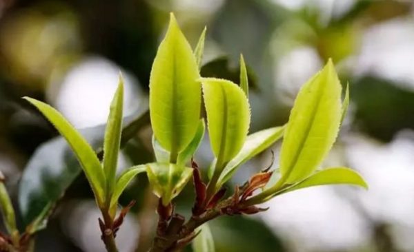 一杯刮風(fēng)寨，邂逅山野之韻