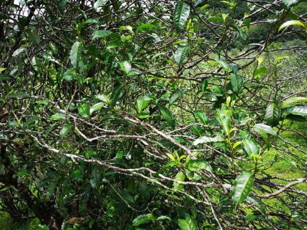 藤條茶是什么茶？藤條茶是怎樣形成的？