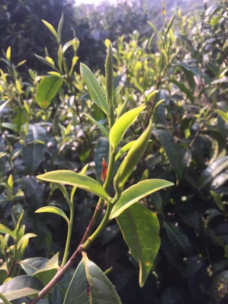 為什么古樹普洱春茶這么受追捧？