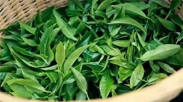 2021年曼秀古樹茶，易武的超級(jí)黑馬