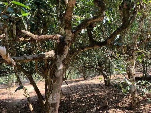 2021年磨烈古樹秋茶特點(diǎn)？