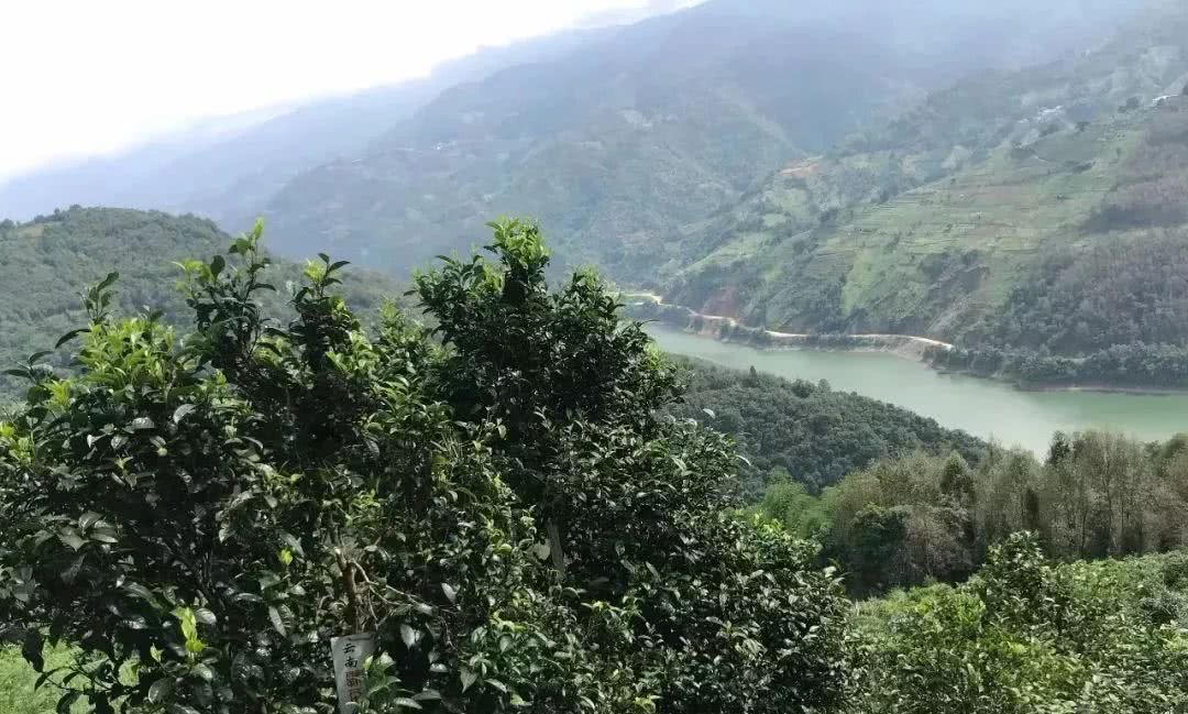 2021年單論茶氣，冰島也不如它-磨烈古樹秋