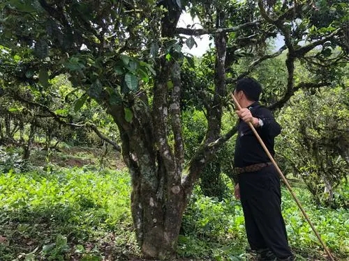 2021年大雪山古樹秋茶特點？