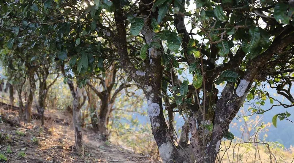 2021年大雪山古樹秋茶口感品鑒？