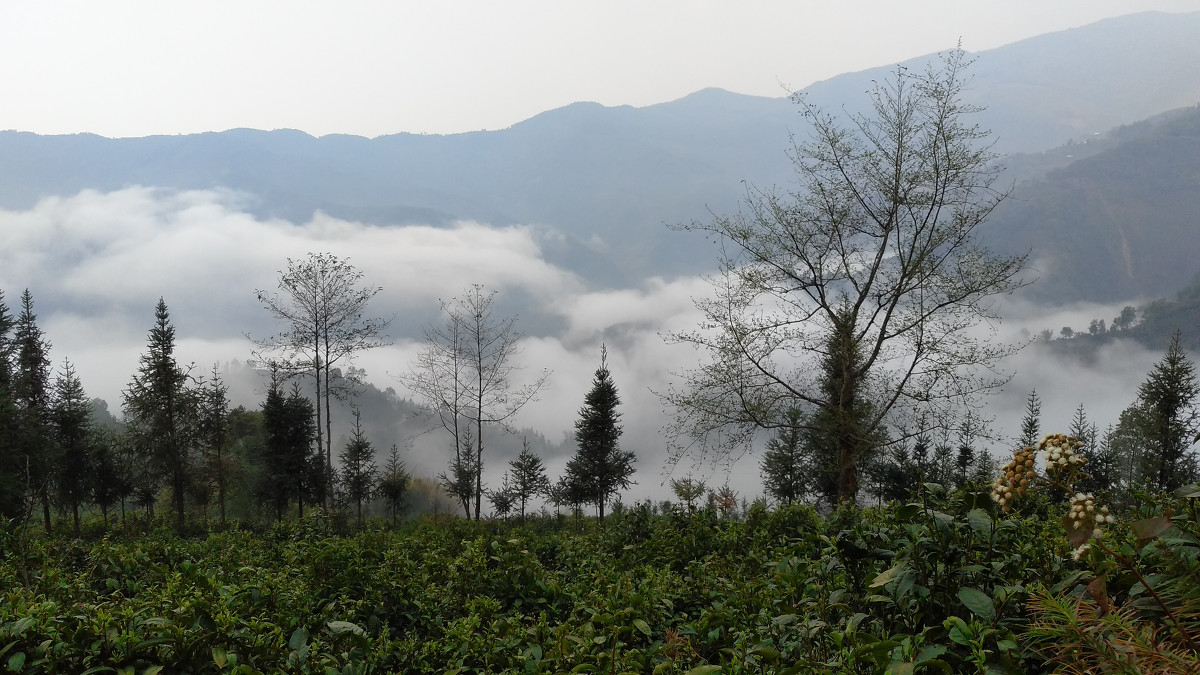 2021年大雪山古樹秋茶價格是多少？