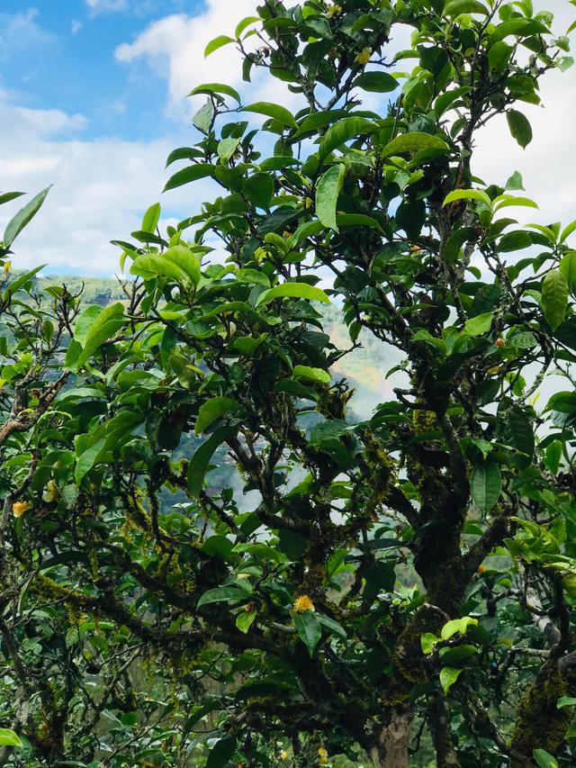 2021年冰島南迫古樹秋茶茶園詳解！