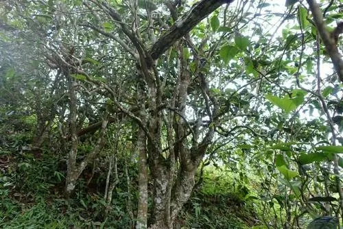 2021年昔歸古樹秋茶特點是什么？