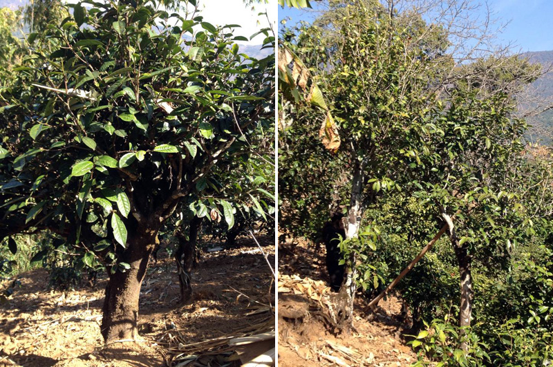 2021年忙肺古樹秋茶特點是什么？