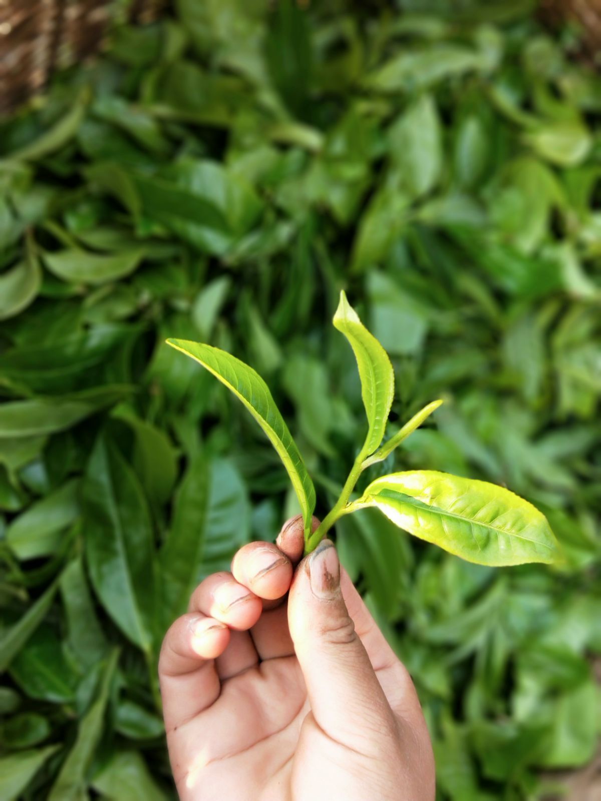2021年馬鞍山古樹秋茶特點是什么？