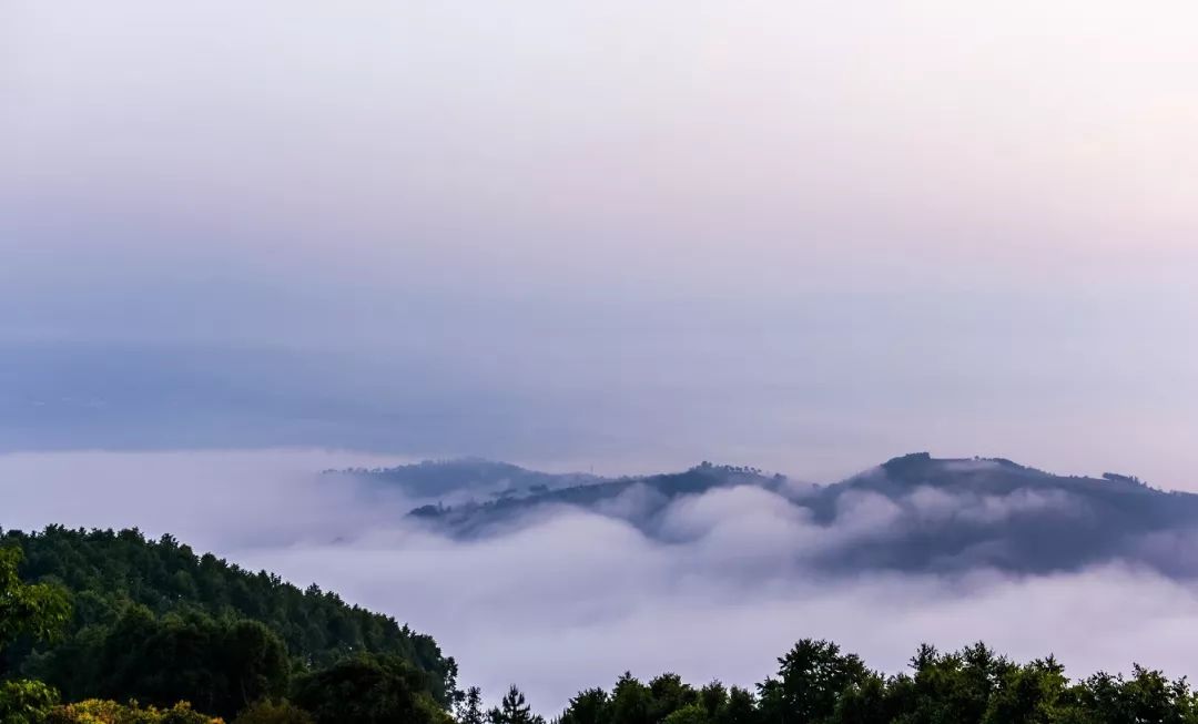 2021年白鶯山古樹秋茶口感？
