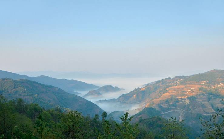2021年白鶯山古樹秋茶白鶯聚居之地，普洱茶樹的天堂
