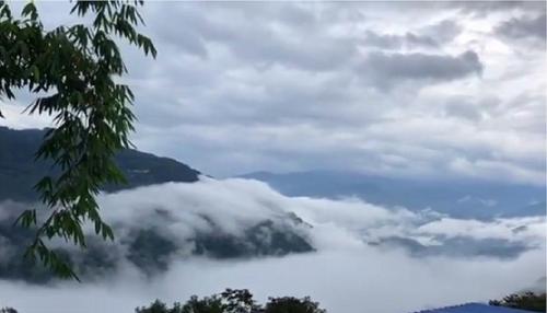 2021年白鶯山古樹秋茶多少錢一公斤？