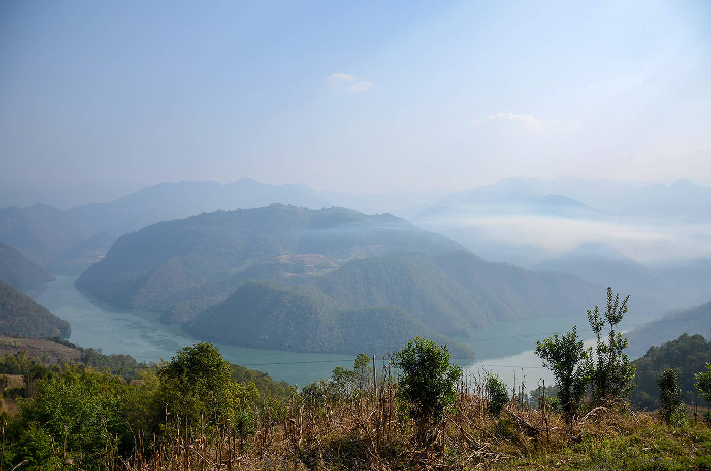 2021年白鶯山古樹秋茶，佛茶有什么魅力？