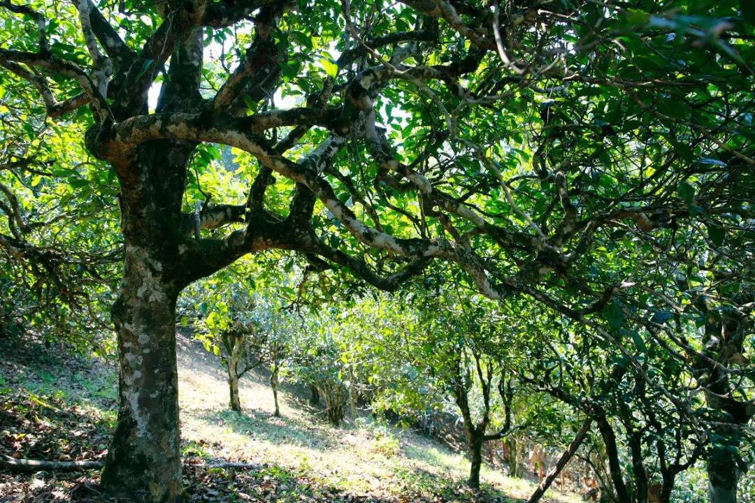 2021年老班章古樹(shù)秋茶，老班章茶真的苦澀嗎？