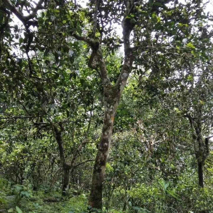 2021年巴達山章朗古樹秋茶口感？
