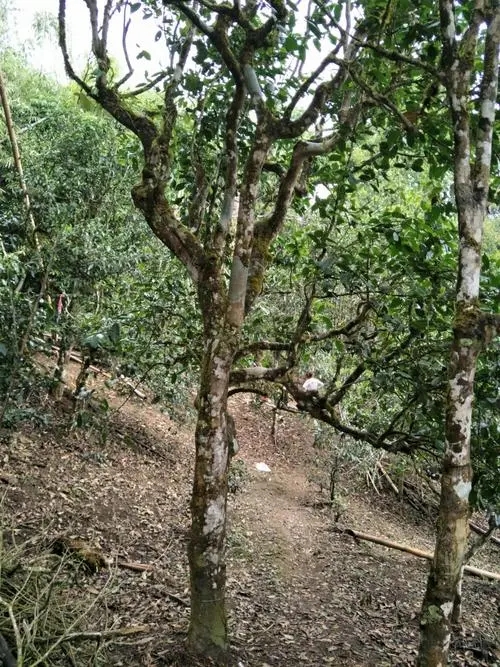 2021年巴達(dá)山章朗古樹(shù)秋茶價(jià)格？