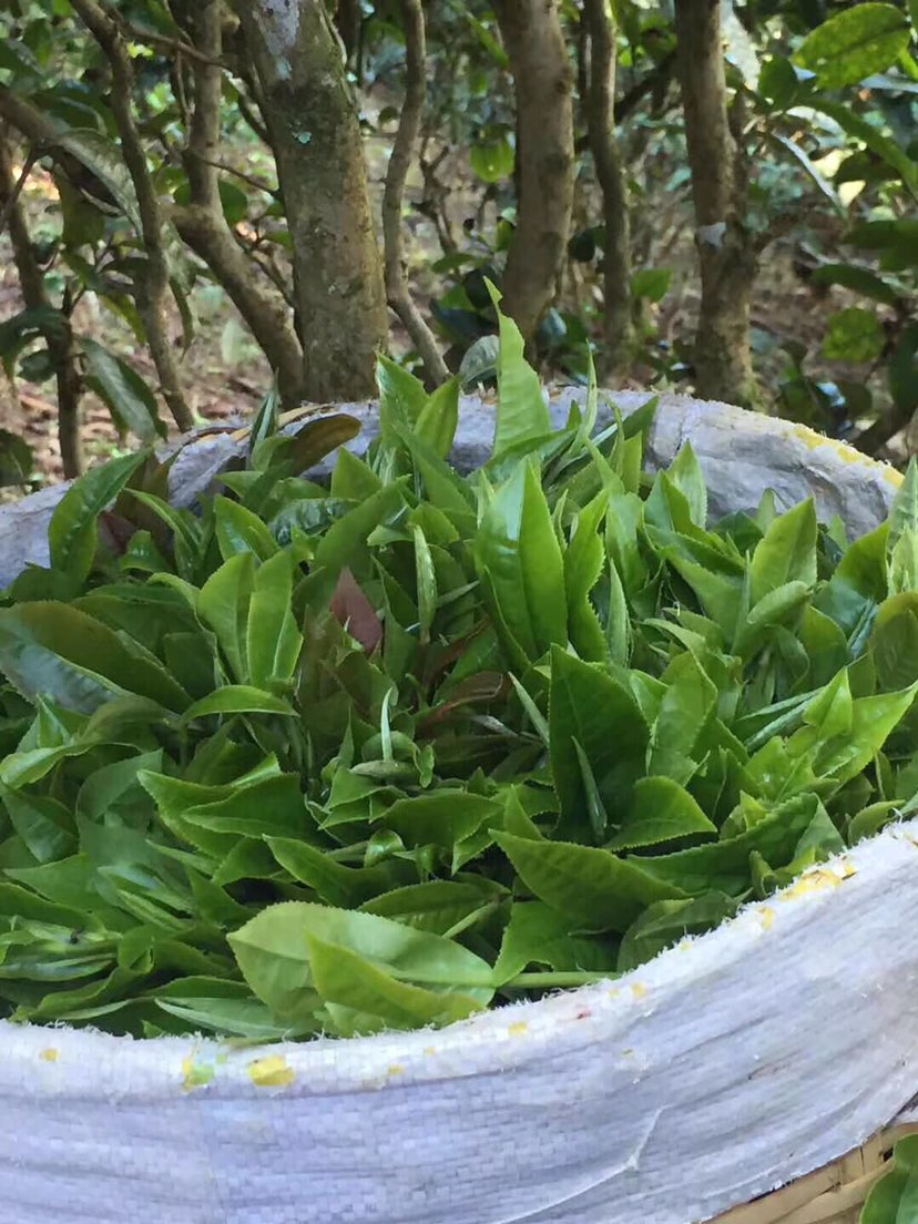2021年巴達(dá)山章朗古樹(shù)秋茶多少錢(qián)一公斤？