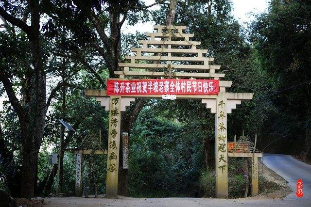 2021年南糯山半坡老寨古樹(shù)秋茶價(jià)格？