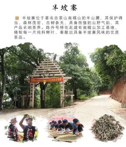 2021年南糯山半坡老寨古樹(shù)秋茶品鑒！