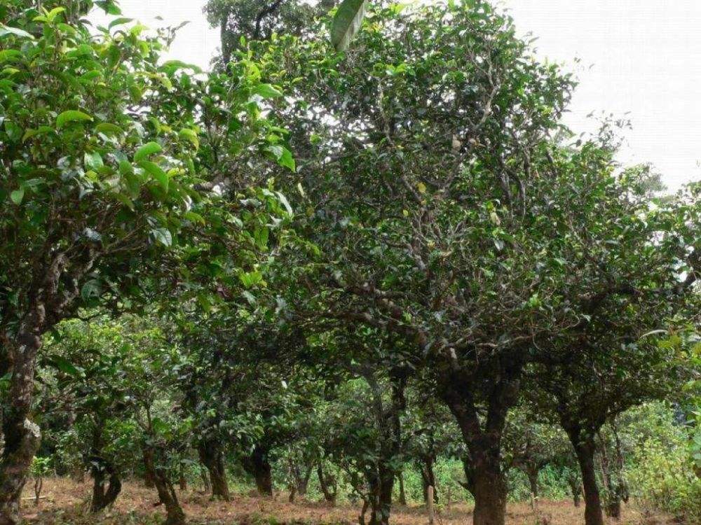 2022年須立貢茶為何備受皇室青睞!揭秘！