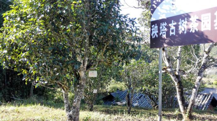2022年景谷秧塔古樹春茶詳情介紹！