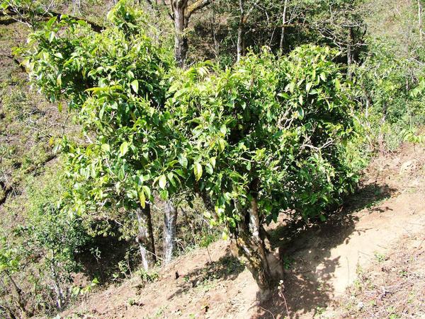 2022年景東御筆古茶山古樹春茶特點？
