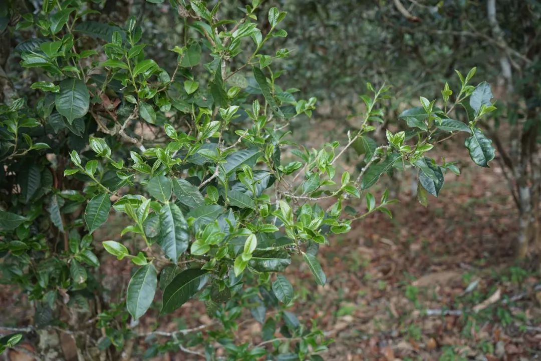 2022年景東哀牢山古樹春茶價格多少？