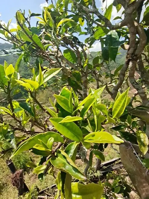 2022年鎮(zhèn)沅砍盆箐古樹(shù)春茶特點(diǎn)？