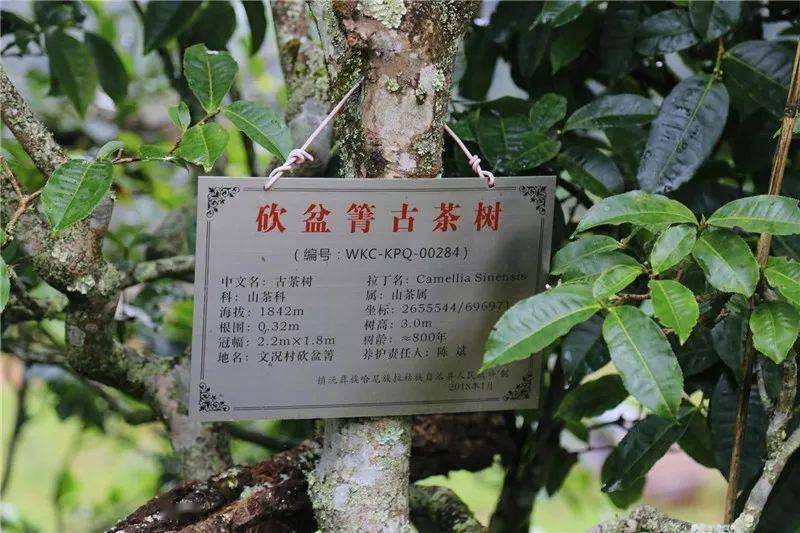 2022年鎮(zhèn)沅砍盆箐古樹(shù)春茶價(jià)格？