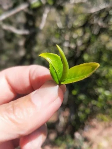 2022年野性十足的鎮(zhèn)沅打筍山古樹(shù)春茶！
