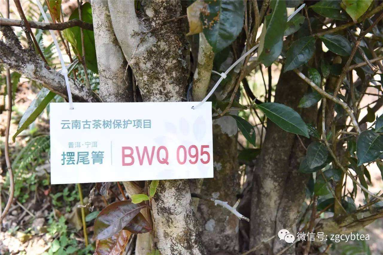 2022寧洱擺尾箐古樹春茶多少錢一公斤？