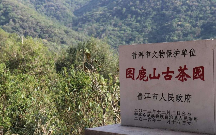 2022年困鹿山古樹春茶特點(diǎn)？