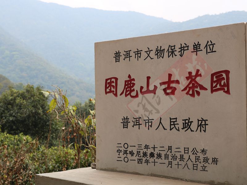 2022年困鹿山古樹春茶多少錢一公斤？