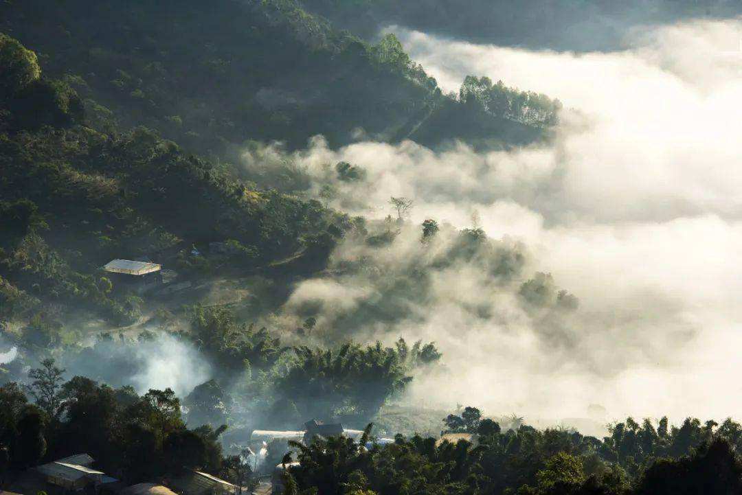 2022景邁山古樹春茶價格？
