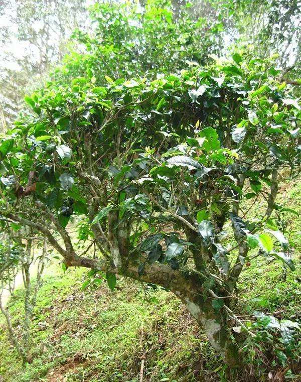 2022年落水洞古樹春茶——盞盛琥珀光，柔甜入人心