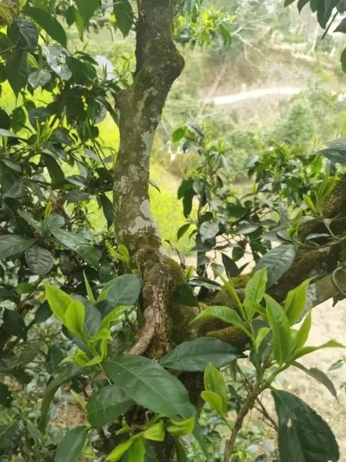 2022年彎弓古樹春茶特點(diǎn)？