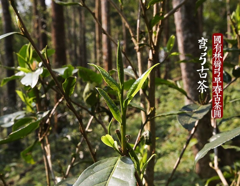2022年彎弓大寨的古樹春茶為何如此之珍貴？