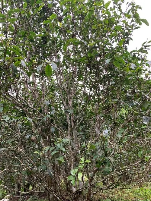 2022年刮風(fēng)寨茶王茶古樹春茶口感？
