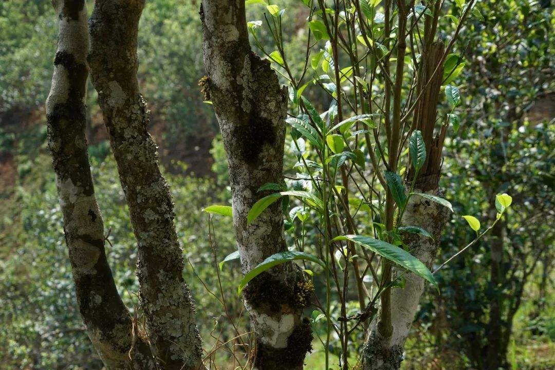 2022年刮風(fēng)寨茶坪古樹春茶特點？