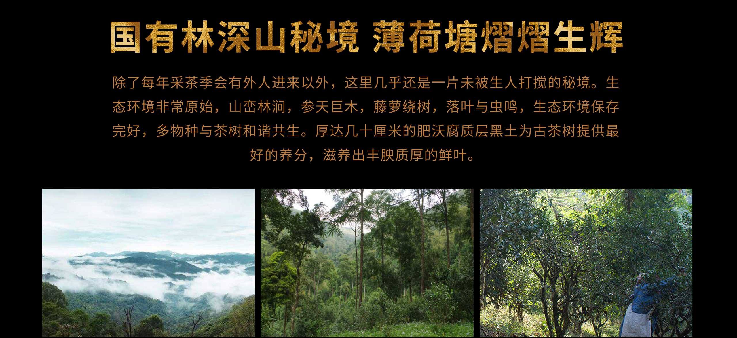 2022年薄荷塘古樹春茶特點(diǎn)？