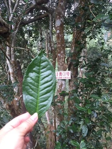 2022年薄荷塘古樹春茶價格？