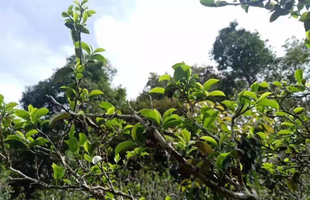 2022年香椿林古樹春茶特點？