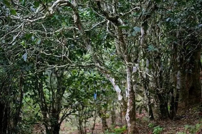 2022年高山寨古樹春茶特點(diǎn)？