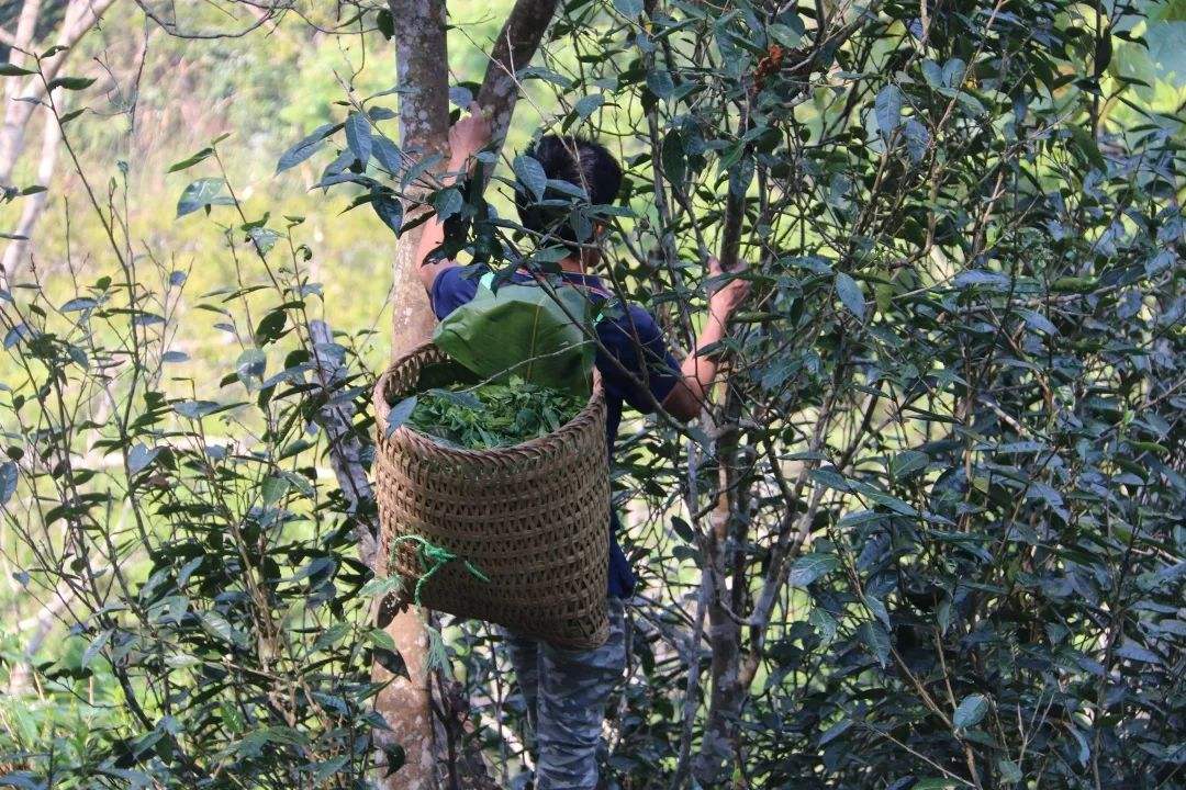 2022年百花潭古樹春茶特點(diǎn)？