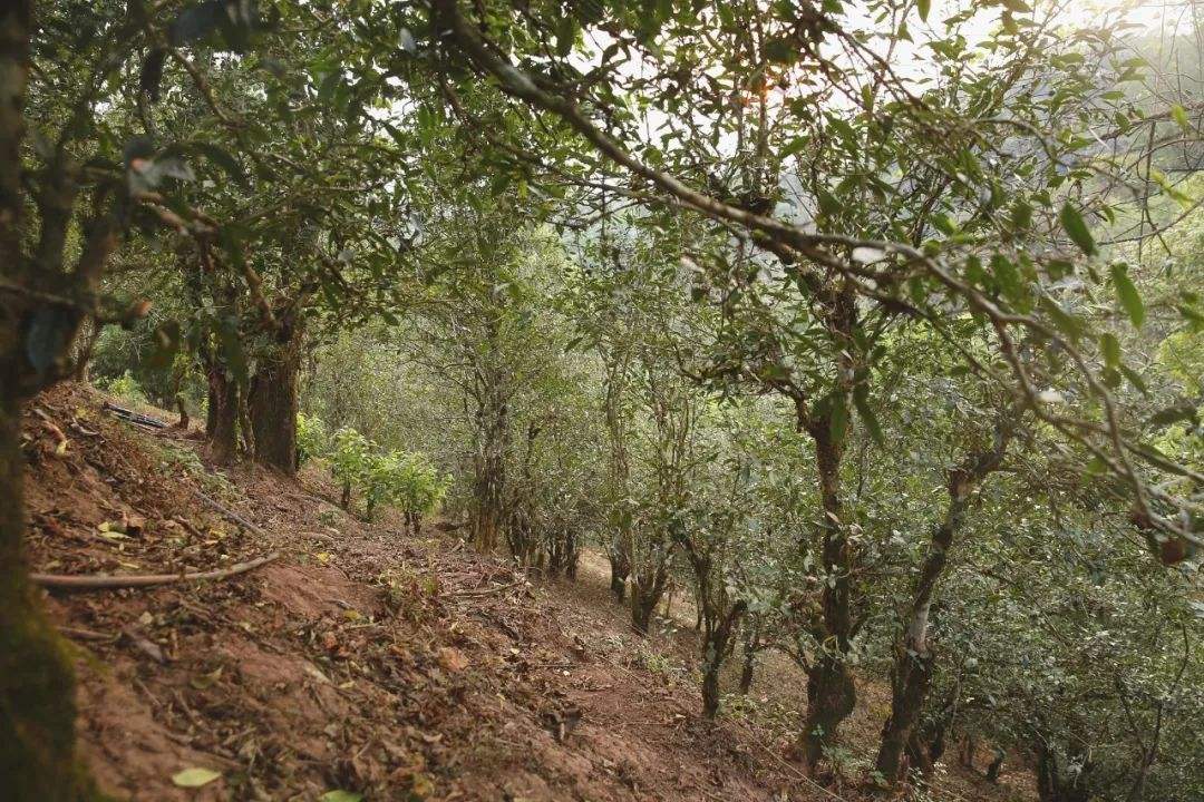 2022年倚邦曼拱古樹春茶口感？