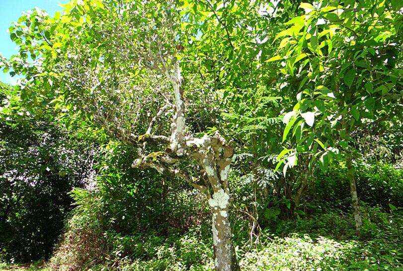 2022年大黑樹林古樹春茶價格？